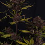 FastBuds Purple Lemonade Auto RF3 cannabis plant image 6