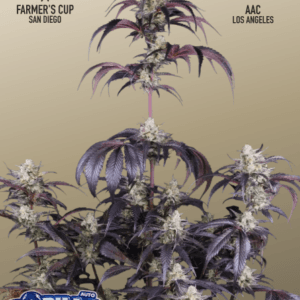 FastBuds Strawberry Gorilla Auto RF3 cannabis plant image 1