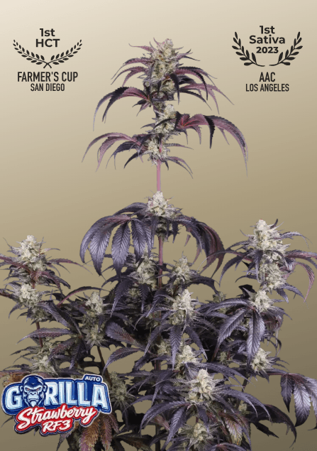 FastBuds Strawberry Gorilla Auto RF3 cannabis plant image 1