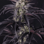 FastBuds Strawberry Gorilla Auto RF3 cannabis plant image 2