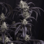 FastBuds Strawberry Gorilla Auto RF3 cannabis plant image 3