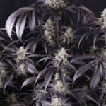 FastBuds Strawberry Gorilla Auto RF3 cannabis plant image 4
