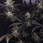 FastBuds Strawberry Gorilla Auto RF3 cannabis plant image 5