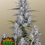 FastBuds Super Boof Auto cannabis plant image 1