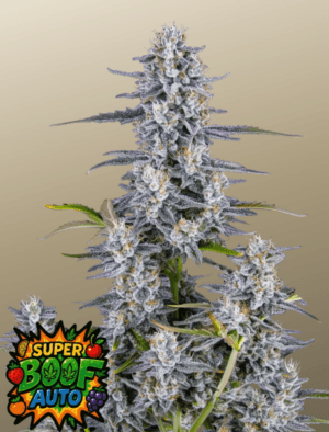 Super Boof Auto