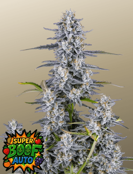 FastBuds Super Boof Auto cannabis plant image 1