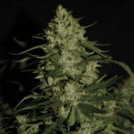 FastBuds Super Boof Auto cannabis plant image 2