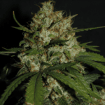 FastBuds Super Boof Auto cannabis plant image 3