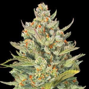 Auto Mimosa Max