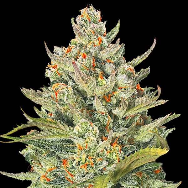G13 Labs Seeds Auto Mimosa Max cannabis plant image 1
