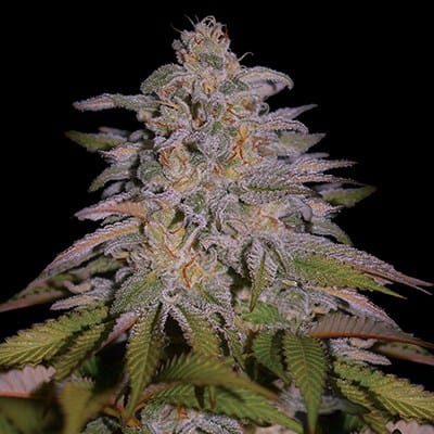 G13 Labs Seeds Glazed Gushers cannabis plant image 1