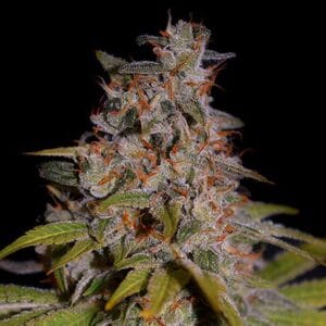Honey Papaya