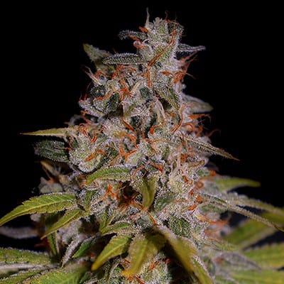 G13 Labs Seeds Honey Papaya cannabis plant image 1