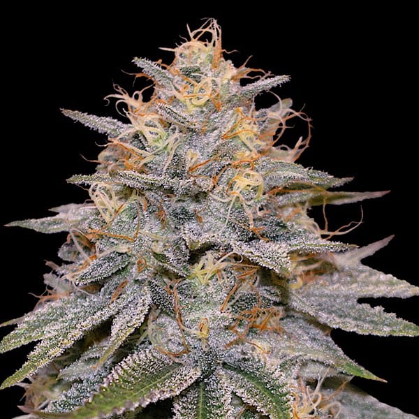 G13 Labs Seeds Orange Frappe cannabis plant image 1