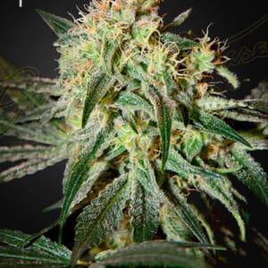 Green House Seeds Damn Sour cannabis plant image 1