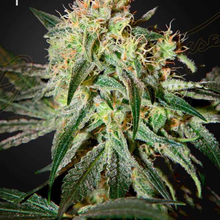 Green House Seeds Damn Sour cannabis plant image 1