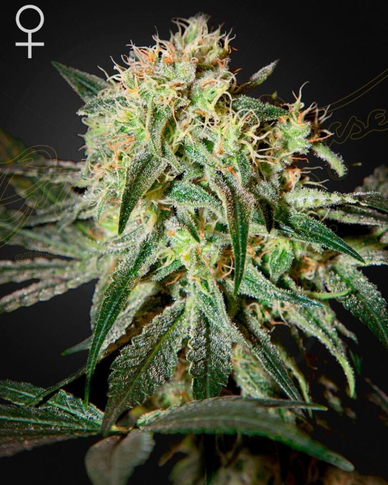 Green House Seeds Damn Sour cannabis plant image 1