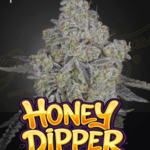 Green House Seeds Honey Dipper cannabis plant image 1