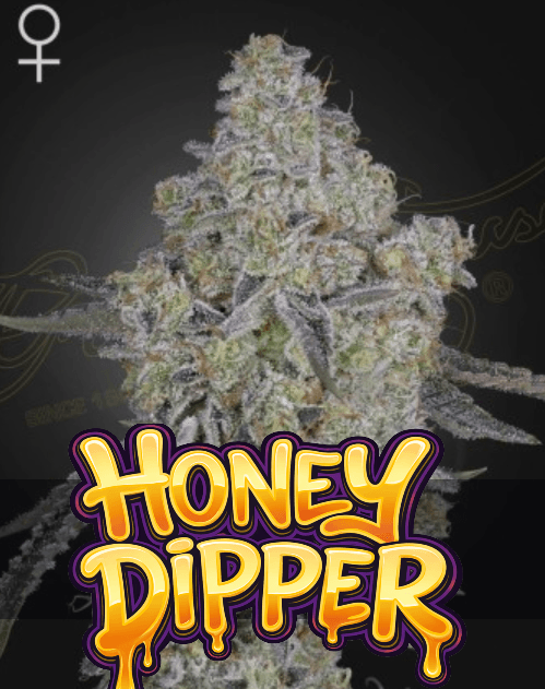 Green House Seeds Honey Dipper cannabis plant image 1
