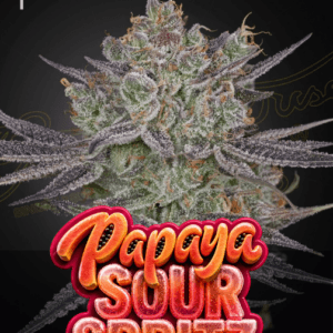Green House Seeds Papaya Sour Spritz cannabis plant image 1