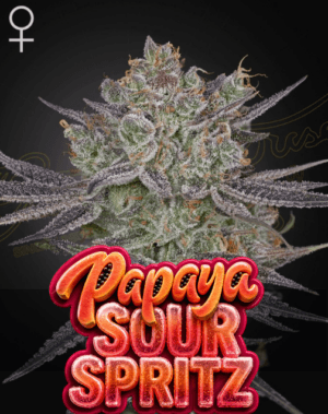 Papaya Sour Spritz
