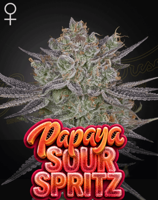 Green House Seeds Papaya Sour Spritz cannabis plant image 1