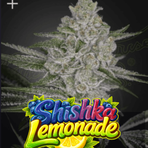 Green House Seeds Shishka Lemonade cannabis plant image 1