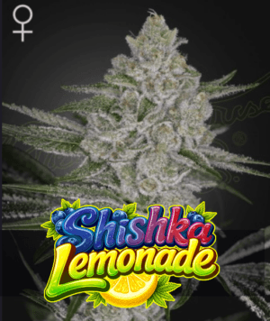 Shishka Lemonade