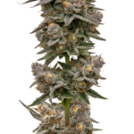 Growers Choice Blue Zeclair cannabis plant image 1