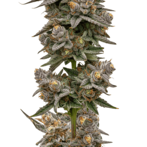 Growers Choice Blue Zeclair cannabis plant image 1