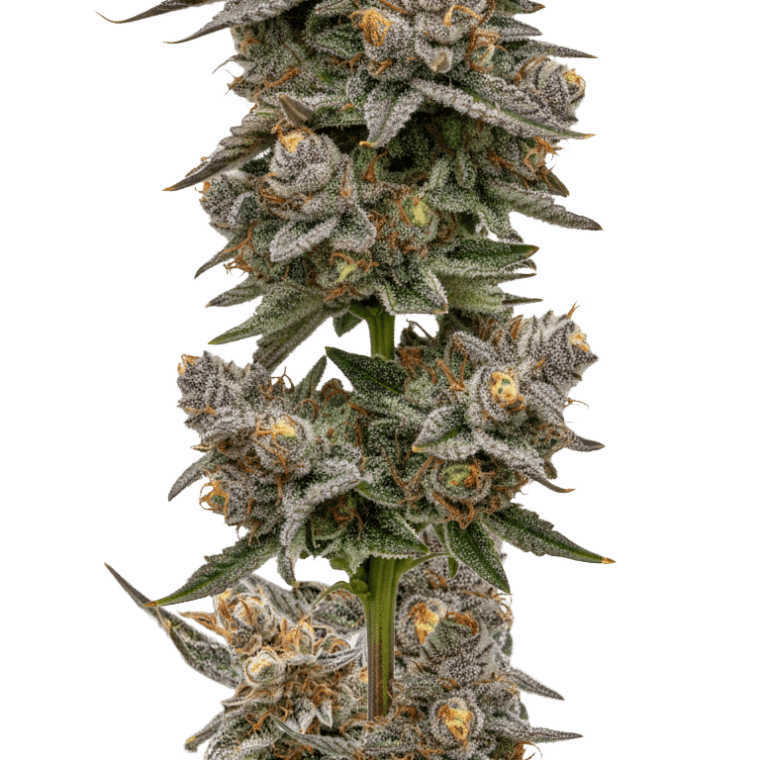 Growers Choice Blue Zeclair cannabis plant image 1
