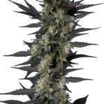 Growers Choice Gello Z cannabis plant image 1
