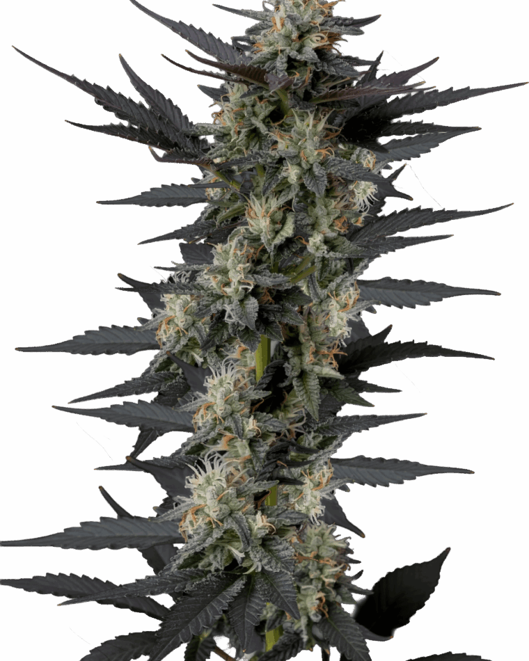 Growers Choice Gello Z cannabis plant image 1