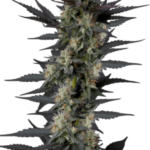 Growers Choice Gello Z Auto cannabis plant image 1