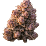 Growers Choice Gello Z Auto cannabis plant image 3