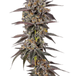 Growers Choice Lemon Cherry Mochi Auto cannabis plant image 1