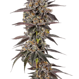 Growers Choice Lemon Cherry Mochi Auto cannabis plant image 1