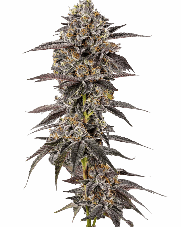 Growers Choice Lemon Cherry Mochi Auto cannabis plant image 1