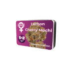Growers Choice Lemon Cherry Mochi Auto cannabis plant image 2