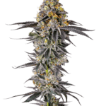 Growers Choice Lobster Butter cannabis plant image 1