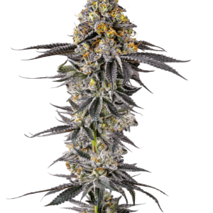 Growers Choice Lobster Butter cannabis plant image 1