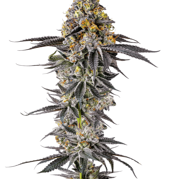 Growers Choice Lobster Butter cannabis plant image 1