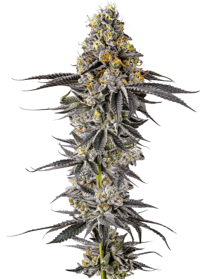 Growers Choice Lobster Butter cannabis plant image 1