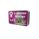 Growers Choice Lobster Butter cannabis plant image 2