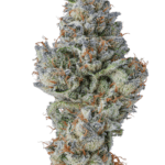 Growers Choice Lobster Butter cannabis plant image 3