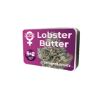 Growers Choice Lobster Butter Auto cannabis plant image 2