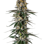 Growers Choice Milkshake Nerdz cannabis plant image 1