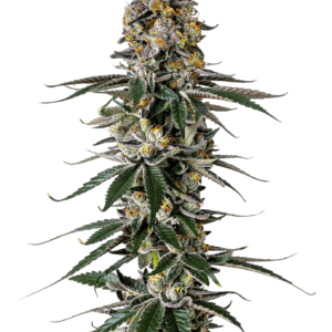 Growers Choice Milkshake Nerdz cannabis plant image 1