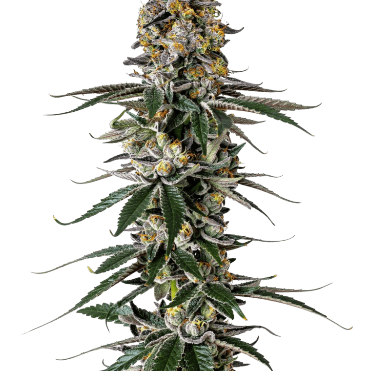 Growers Choice Milkshake Nerdz cannabis plant image 1