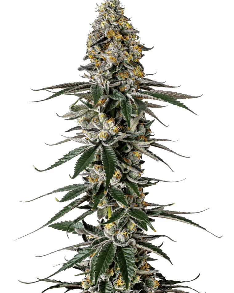 Growers Choice Milkshake Nerdz cannabis plant image 1